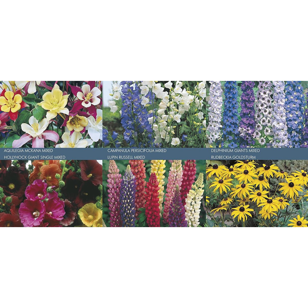 Mr Fothergill's Johnsons Seeds Perennial Border Seed Collection
