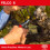 Felco FELCO Model 6 Secateurs (Medium) & Model 903 Sharpener (Diamond Steel) 2