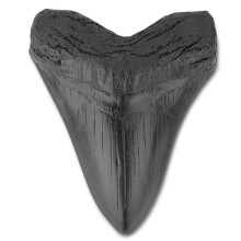 Réplique de dent de mégalodon en résine, modèle de fossile de 14 cm (5,5 pouces), à visée pédagogique