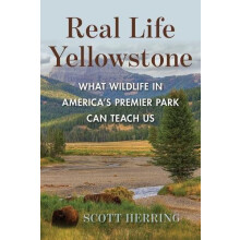 Real Life Yellowstone What Wildlife in Americas Premier Park Can Teach