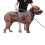 Haustierbadebürste, Duschspray, Massagedüse & Hundebadeset 2