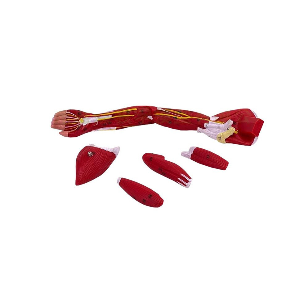 Tlily Model Of Human Lower Limbs Leg Muscles Blood Vessels And Nerves Structure Model