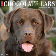 Chocolate Labs 2026 Wall Calendar by Willow Creek Press Other Book