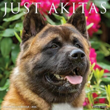 Akitas 2026 12 X 12 Wall Calendar by Willow Creek Press Other Book