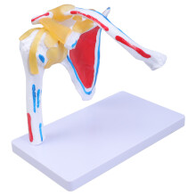 Realistic ShoulderJoint Muscles for Clinical Settings Teaching Research Training