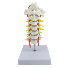 Interactive Spine Model Showing Occipital Bone and Intervertebral Display