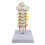 Interactive Spine Model Showing Occipital Bone and Intervertebral Display 1