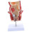 Human Rectum Model Human Anatomical Model Human Pathologies of Rectum Model 1