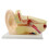 Anatomical Ear Structure Model Education Teaching Tool for Science Labs 1