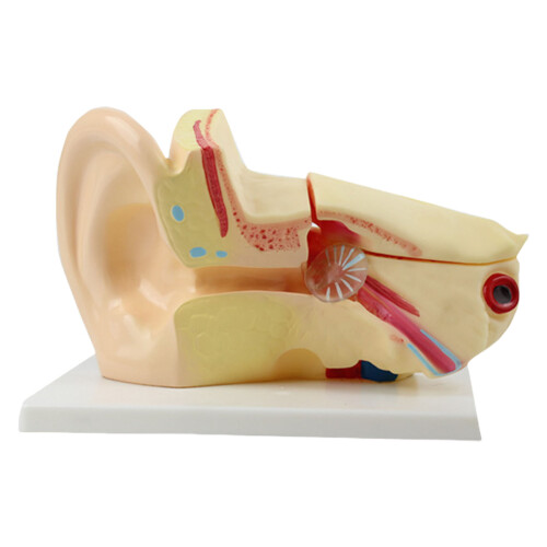 Anatomical Ear Structure Model Education Teaching Tool for Science Labs