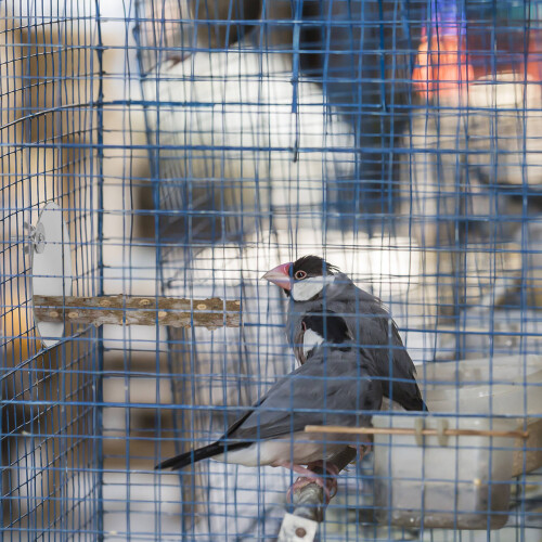 Spiegel Hout Vogelkooi Speelgoed Accessoire 2