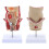 Human Rectum Model Human Anatomical Model Human Pathologies of Rectum Model 4