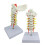 Interactive Spine Model Showing Occipital Bone and Intervertebral Display 5