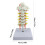 Interactive Spine Model Showing Occipital Bone and Intervertebral Display 3