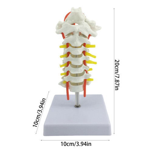 Interactive Spine Model Showing Occipital Bone and Intervertebral Display 2