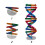Cheap Double Turn Heredity Teaching Model Transportable Paper Craft Assembly Set 6