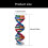 Cheap Double Turn Heredity Teaching Model Transportable Paper Craft Assembly Set 3