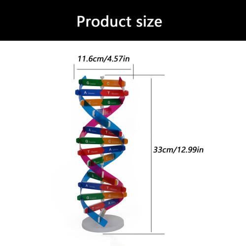Cheap Double Turn Heredity Teaching Model Transportable Paper Craft Assembly Set 2