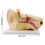 Anatomical Ear Structure Model Education Teaching Tool for Science Labs 3