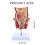 Human Rectum Model Human Anatomical Model Human Pathologies of Rectum Model 2