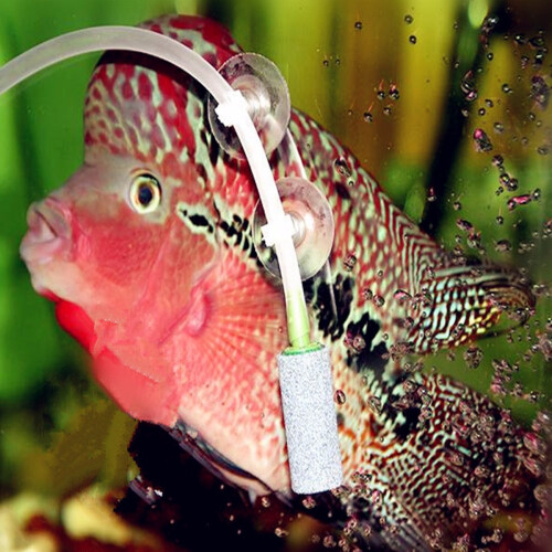 Luchtslangpomp aquarium vis tank zuignap houder 2