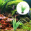 Decoratieve Plastic Aquatische 10 7