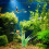 Decoratieve Plastic Aquatische 10 8