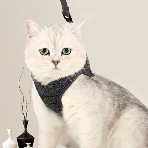 Pet Kat Grijs 1 Dagelijks 2