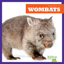 Wombats by Natalie Deniston Paperback Book