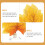 3 bladpad broedblad rustplaats betta vis aquarium decoratie 3
