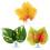 3 bladpad broedblad rustplaats betta vis aquarium decoratie 7