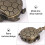 1Pièces De Vintage Tortoise Quartz 6