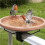 2X Bird Bath Copper Disk for Efficient Water Purification, Natural Algae Reduction 5