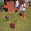 4 Pcs Adjustable Chicken Harness with Leash- 4 Styles Comfortable Hen Vest Breathable Mesh Training Harness and Leash 5