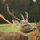 Deer Dragging Herten Draagbaar 1 Set Voor Buiten 9