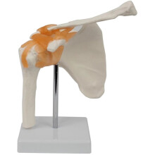 Anatomisches Schultergelenkmodell Menschliche Schulterbandanatomie Schultergelenk Bildungswerkzeug