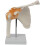 Anatomical Shoulder Joint Model Human Shoulder Ligament Anatomy Shoulder Joint Educational Tool 1