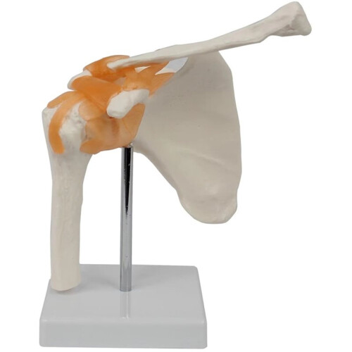 Anatomical Shoulder Joint Model Human Shoulder Ligament Anatomy Shoulder Joint Educational Tool