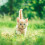 Christmas Armbanden Rood Geweven Kat Hond 1