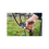 Felco Felco Model 8 Elite Secateurs - Black 6