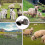 Adjustable Collars with Bells for Small Livestock, Sheep, Cattle, Goats, 5 Pack 2