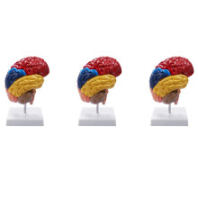 3X Cerebral Anatomisk Modell Anatomy 1:1 Half Brain BrainStam Teaching Lab Tillbehör