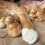 Pet Hair Keepsake Box for Pet Lovers Display Storage 3