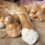 Pet Hair Keepsake Box for Pet Lovers Display Storage 5
