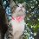 6St Polyester Kattenhalsband Bloemdesign Verstelbaar Huisdier Decor 8