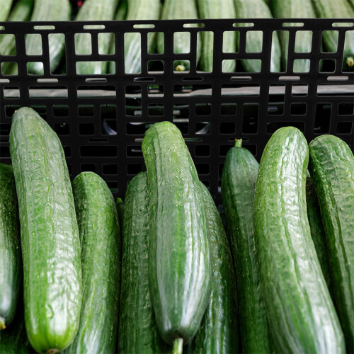 2St Zwarte Plastic Schapbeschermer Versafscheiding Fruit Bescherming 2