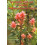 Aboriginal Plant Use in Canadas Northwest Boreal Forest by Robin Marle 1