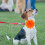 20 halsband hond en kat, gemengde kleuren 3