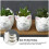 Decoratieve Succulenten Potten Set Ingepotte Tafeldecor 6
