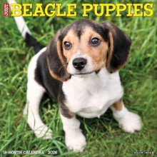 Beagle Puppies 2026 12 X 12 Wall Calendar by Willow Creek Press Other